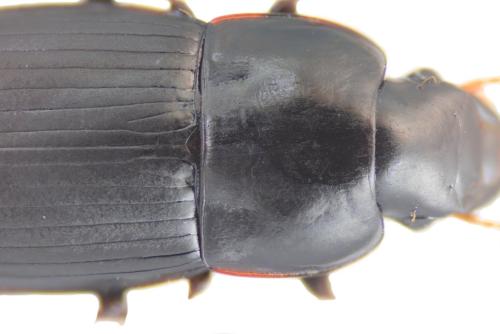 Réf. 321 080 : Harpalus tardus